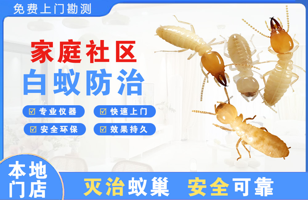 池州家庭社区白蚁防治