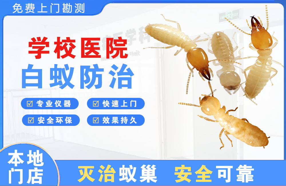池州学校医院白蚁防治