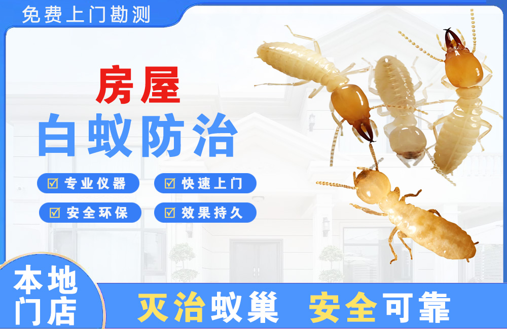 池州房屋白蚁防治